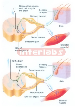 HANGING HUMAN CONNECTION MODEL OF SIGNAL AND REFLEX